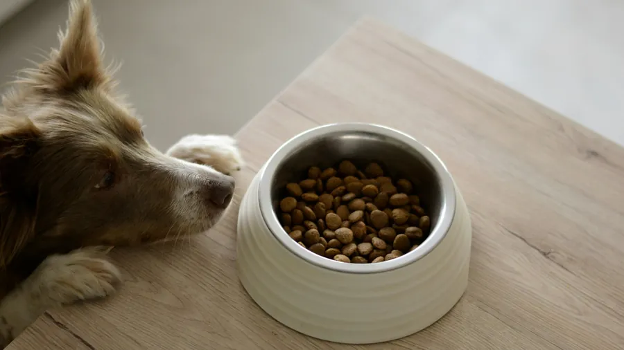 Un perro mira su plato con croquetas.